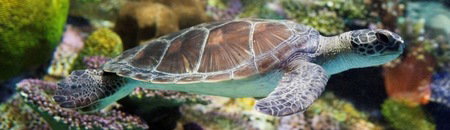 Melbourne Aquarium - Accommodation NSW 1