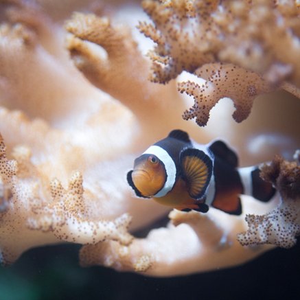 Melbourne Aquarium - Accommodation NSW 2