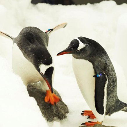 Melbourne Aquarium - Accommodation NSW 3