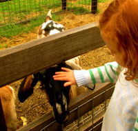 Collingwood Children's Farm - Accommodation NSW