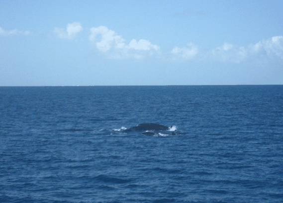Carlo Fishing Charters - Accommodation NSW 1