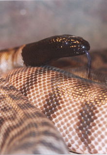 Armadale Reptile & Wildlife Centre - Accommodation NSW 4