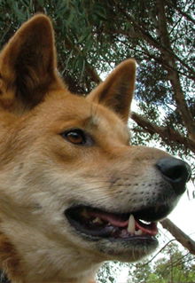 Armadale Reptile & Wildlife Centre - Accommodation NSW 5