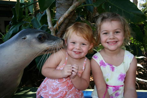 Dolphin Marine Magic - Accommodation NSW 0