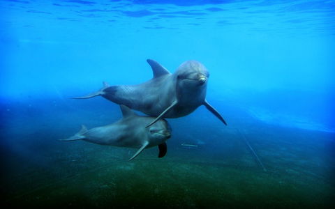 Dolphin Marine Magic - Accommodation NSW 4
