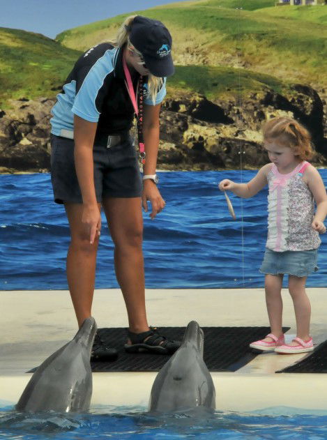 Dolphin Marine Magic - Accommodation NSW 10