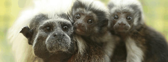 Alma Park Zoo - Accommodation NSW 3