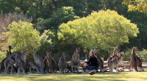 Lone Pine Koala Sanctuary - Accommodation NSW 1