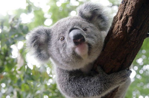 Lone Pine Koala Sanctuary - Accommodation NSW 3