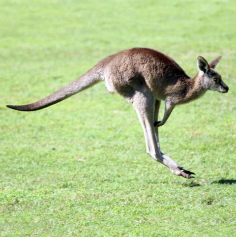 Lone Pine Koala Sanctuary - Accommodation NSW 4