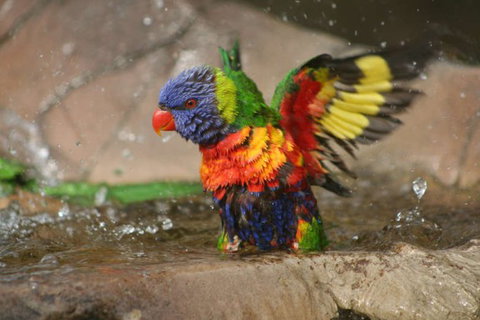 Lone Pine Koala Sanctuary - Accommodation NSW 5