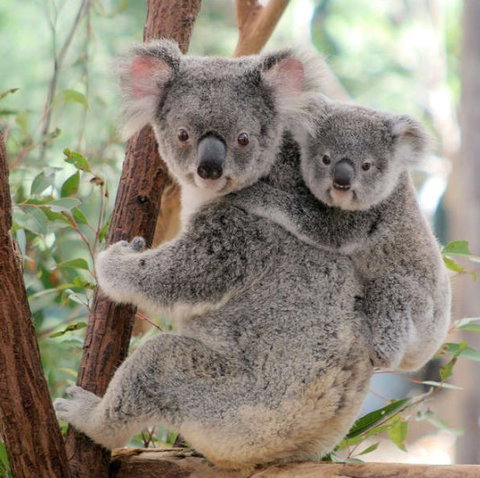 Lone Pine Koala Sanctuary - Accommodation NSW 6