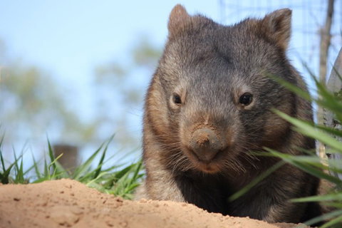 Lone Pine Koala Sanctuary - Accommodation NSW 7
