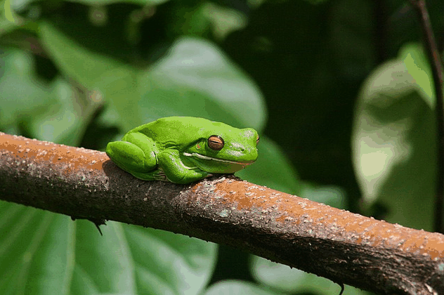 Bruce Belchers Daintree River Cruise - Accommodation NSW 1