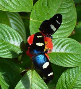Butterfly Farm - Accommodation NSW 4