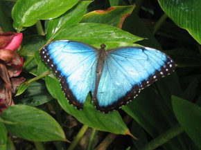 Butterfly Farm - Accommodation NSW 5