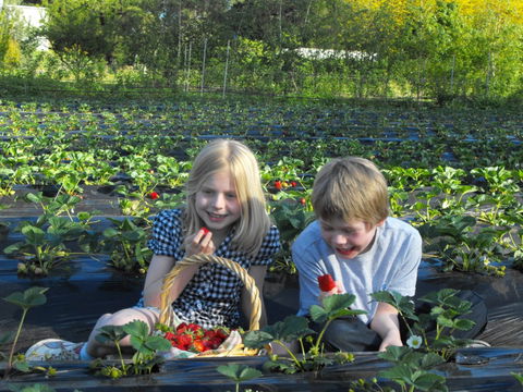 Blue Hills Berries & Cherries - Accommodation NSW 0