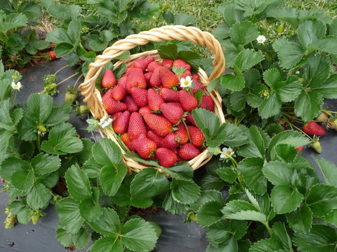 Blue Hills Berries & Cherries - Accommodation NSW 3