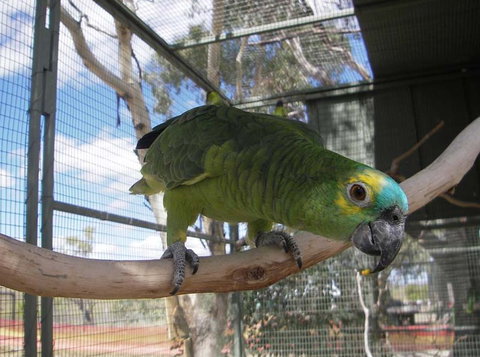 Darling Downs Zoo - Accommodation NSW 1