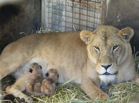 Darling Downs Zoo - Accommodation NSW 2