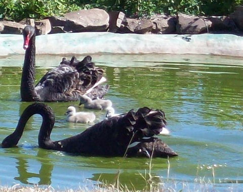 Darling Downs Zoo - Accommodation NSW 3