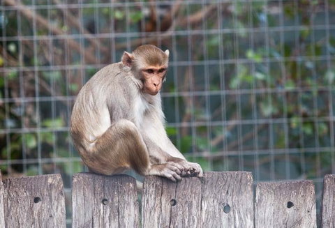 Darling Downs Zoo - Accommodation NSW 5