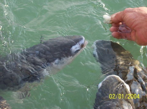 Aquascene Fish Feeding Sanctuary - Accommodation NSW 2