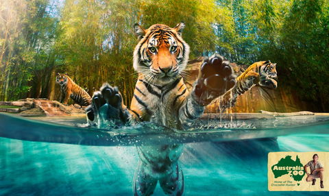 Australia Zoo - Accommodation NSW 9