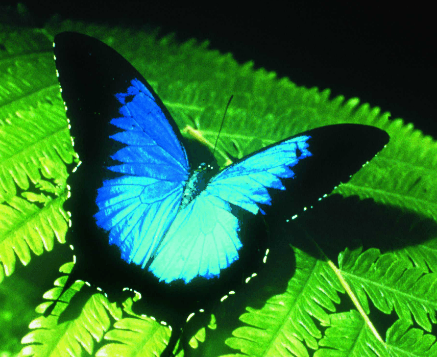Australian Butterfly Sanctuary - Accommodation NSW