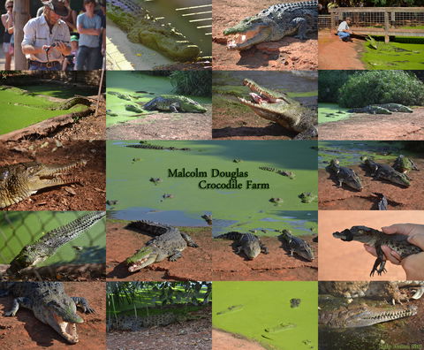 The Malcolm Douglas Crocodile Park - Accommodation NSW 0