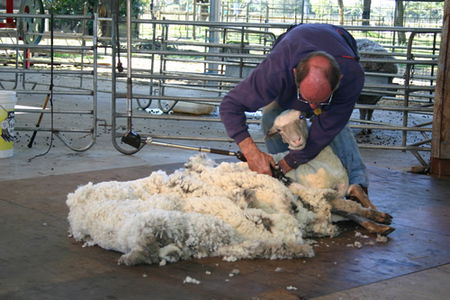 Caversham Wildlife Park - Accommodation NSW 3