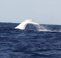Australian Whale Watching - Accommodation NSW