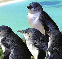 Rockingham Wild Encounters - Accommodation NSW