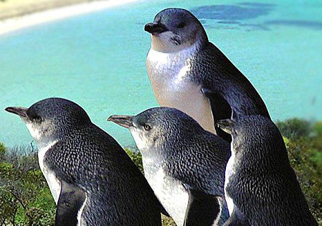 Rockingham Wild Encounters - Accommodation NSW 0