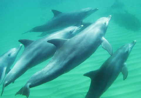 Rockingham Wild Encounters - Accommodation NSW 4