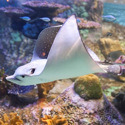 Melbourne Aquarium - Accommodation NSW 4