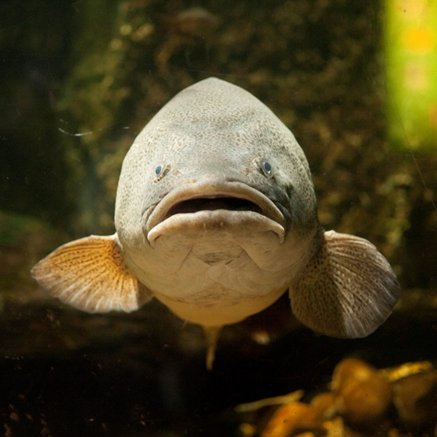 Melbourne Aquarium - Accommodation NSW 5