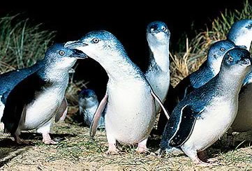 Bunyip Tours - Accommodation NSW 4