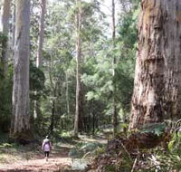 Warren River Loop Walk - Accommodation NSW
