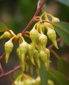 Mount Short Scenic Drive - Accommodation NSW 0