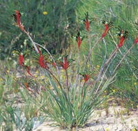Kalbarri Wildflower Centre - Accommodation NSW