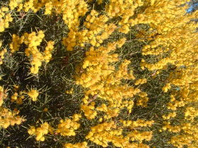 Dalwallinu Remnant Bushland - Accommodation NSW 0