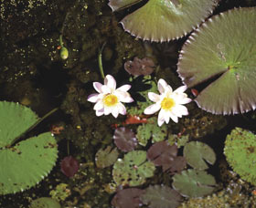 Parry Lagoons Nature Reserve - Accommodation NSW 0