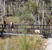 Forest Path Crooked Brook - Accommodation NSW