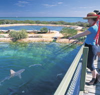 Shark Bay Marine Park - Accommodation NSW