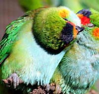 Rainbow Jungle - The Australian Parrot Breeding Centre - Accommodation NSW