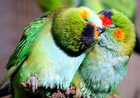 Rainbow Jungle - The Australian Parrot Breeding Centre - Accommodation NSW 0