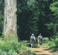 Gloucester Tree - Accommodation NSW