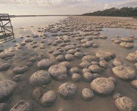 Yalgorup National Park - Accommodation NSW 0
