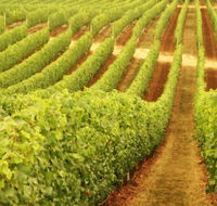 Darlington Estate Winery and Restaurant - Accommodation NSW